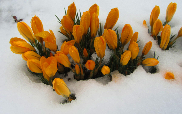 Желтые крокусы на весенней проталине