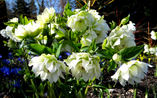 Морозник белый