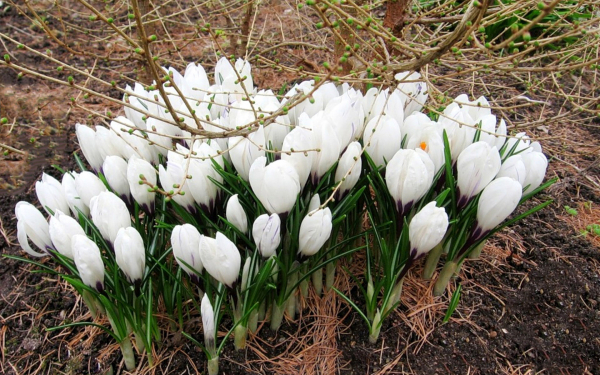 Белые крокусы