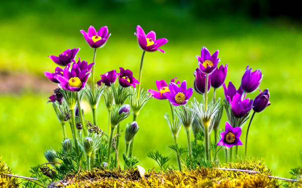 Весны цветы