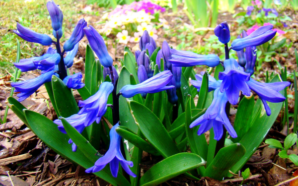 Гиацинт восточный