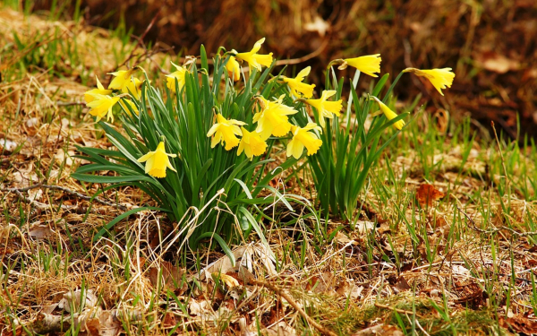 Желтые нарциссы на весенней полянке
