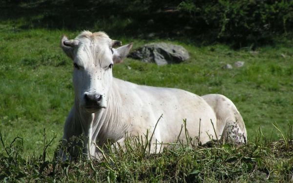 Корова на траве