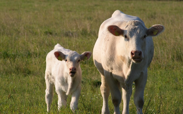 Телка с теленком