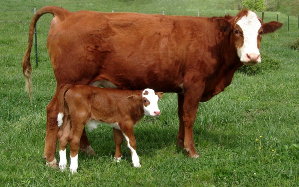 Корова и маленький теленок
