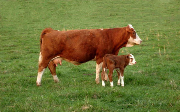 Корова и теленок на поляне
