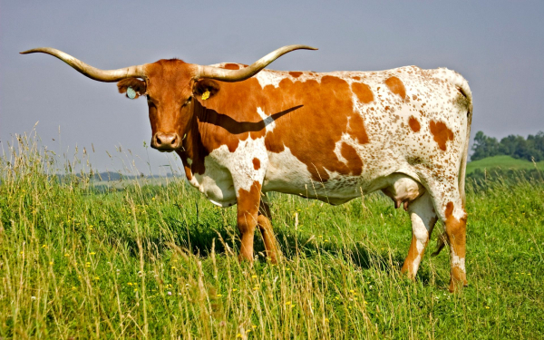 Корова на лужайке