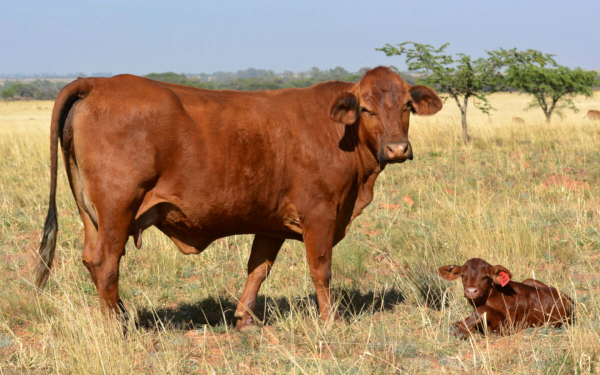 Корова с теленком породы брангус