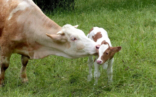 Коровья нежность