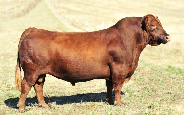 Красный ангус