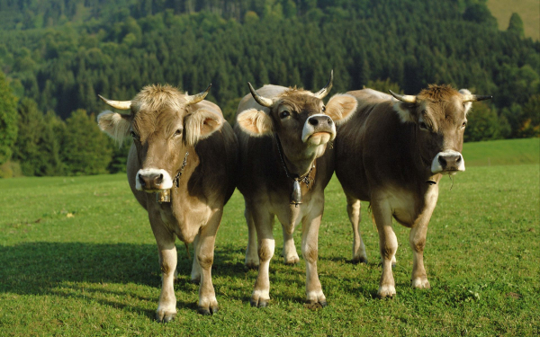 Три бычка на лужайке