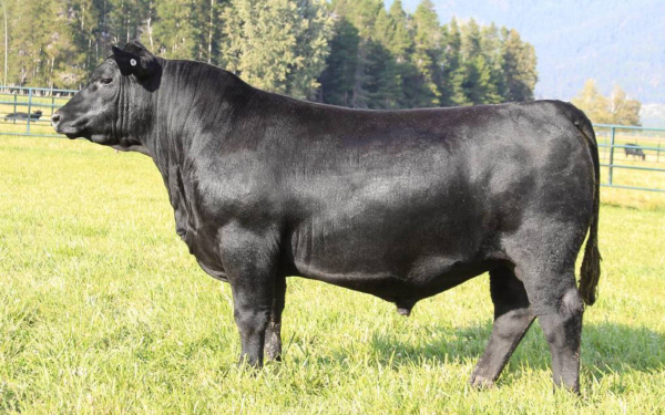 Чернй бык породы ангус