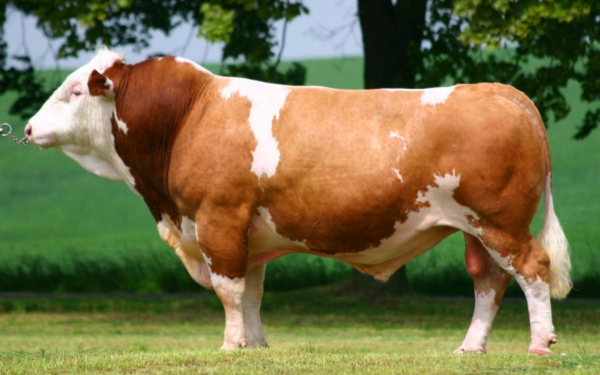 Белоголовый бык