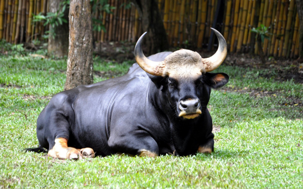 Бык Гаур
