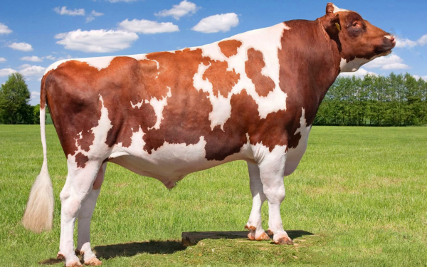 Бык айрширской породы на поляне