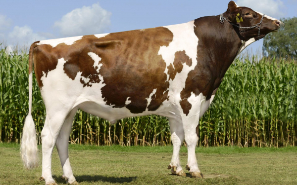 Бык айрширской породы