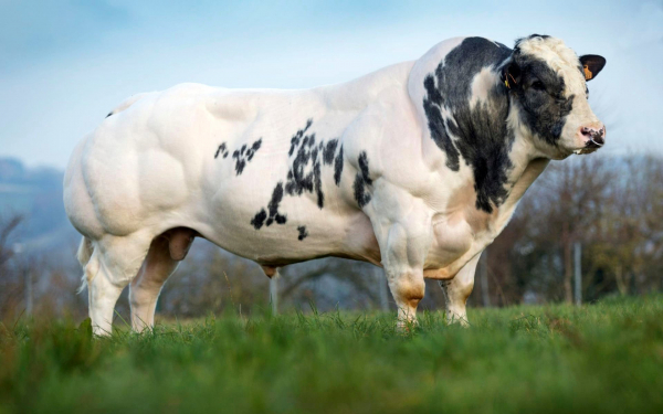 Бык бельгийской голубой породы