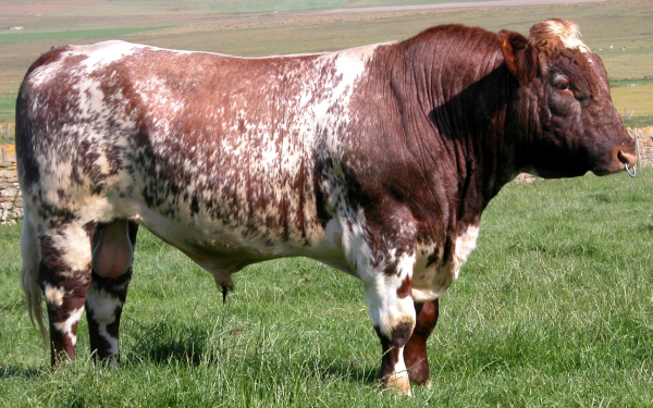 Бык герефордской породы