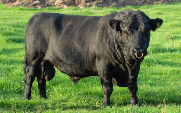 Бык породы декстер