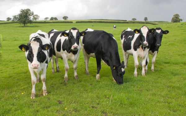 Бычки на выпасе