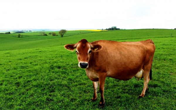 Джерсейская корова