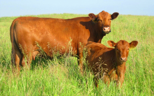 Коричневая корова и теленок