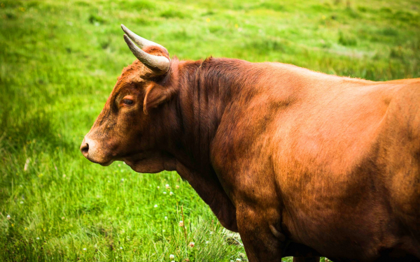 Коричневый бык
