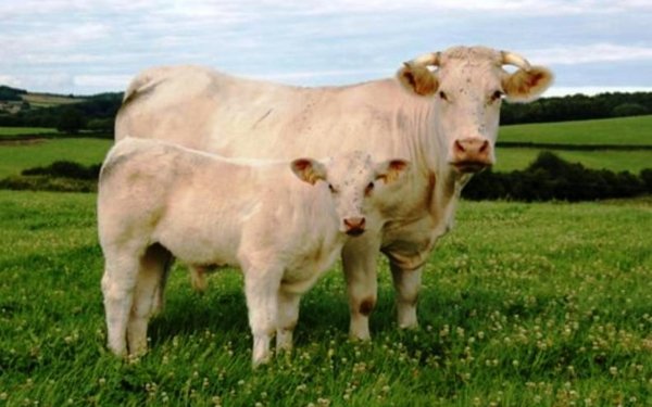 Корова и теленок породы Шароле