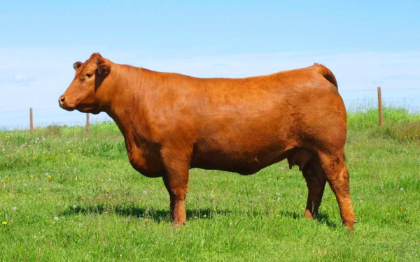 Корова породы лимузин