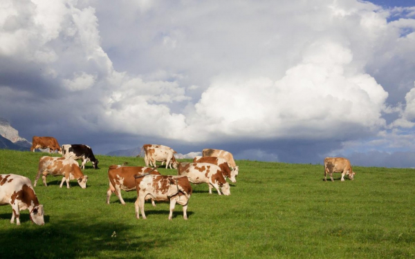 Коровы на зеленой лужайке