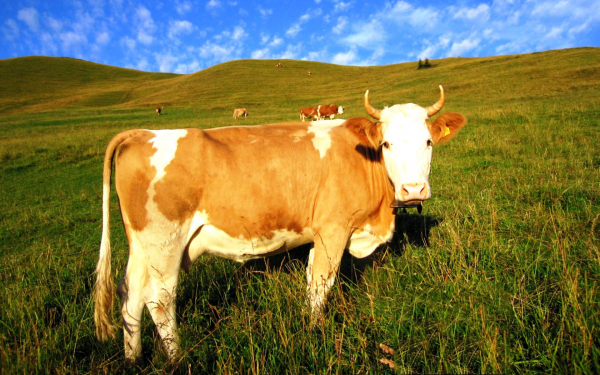 Коровы на пастбище
