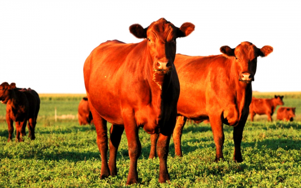 Коровы породы Ангус