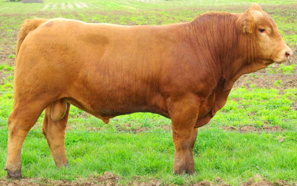 Бык производитель