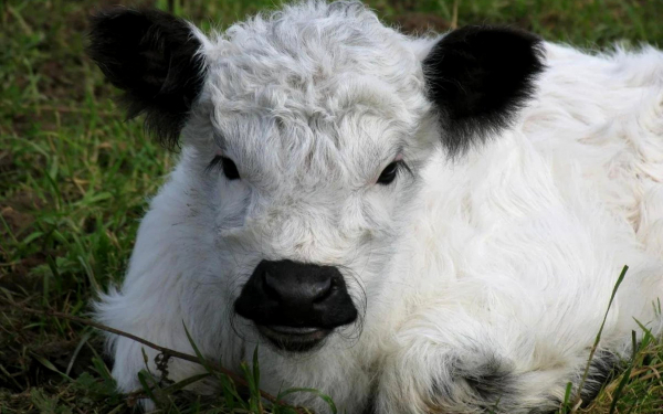 Пушистый теленок