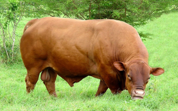 Сенепольский бык
