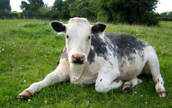 Теленок на траве