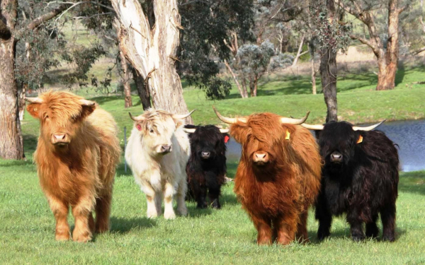 Хайленд порода коров