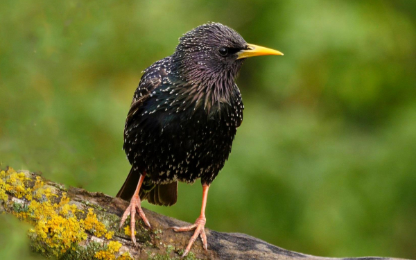 Фото скворца