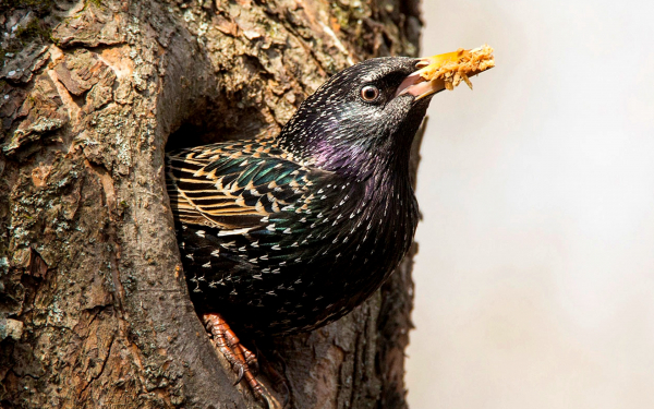 Скворец в дупле