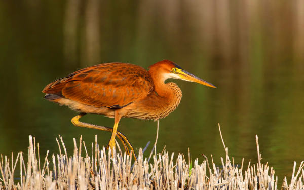 Рыжая цапля