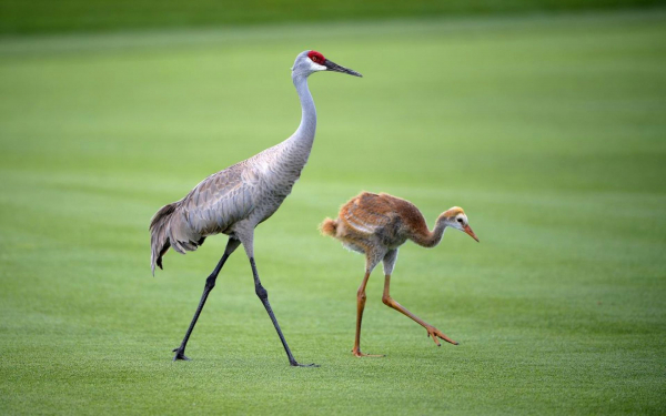 Журавль и птенец