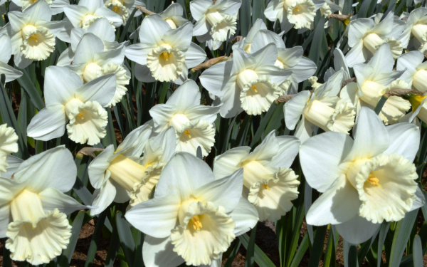 Белые трубчатые нарциссы