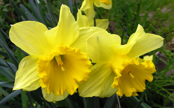 Желтые нарциссы