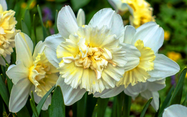 Махровые нарциссы