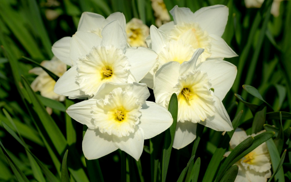 Нарцисс Айс Фоллис