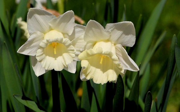 Нарцисс Дездемона