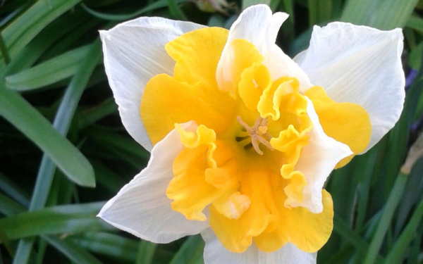 Нарцисс Уайт Лайон