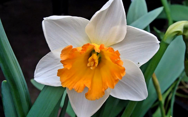 Нарцисс крупнокорончатый Хромаколор