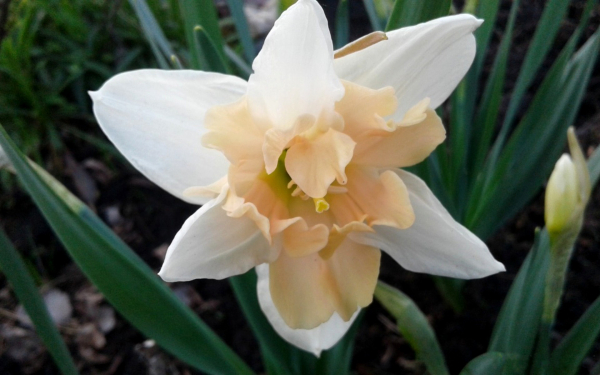 Нарцисс орхидейный