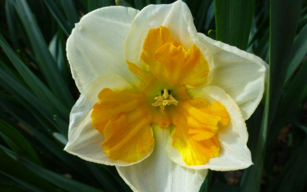 Нарцисс триколет